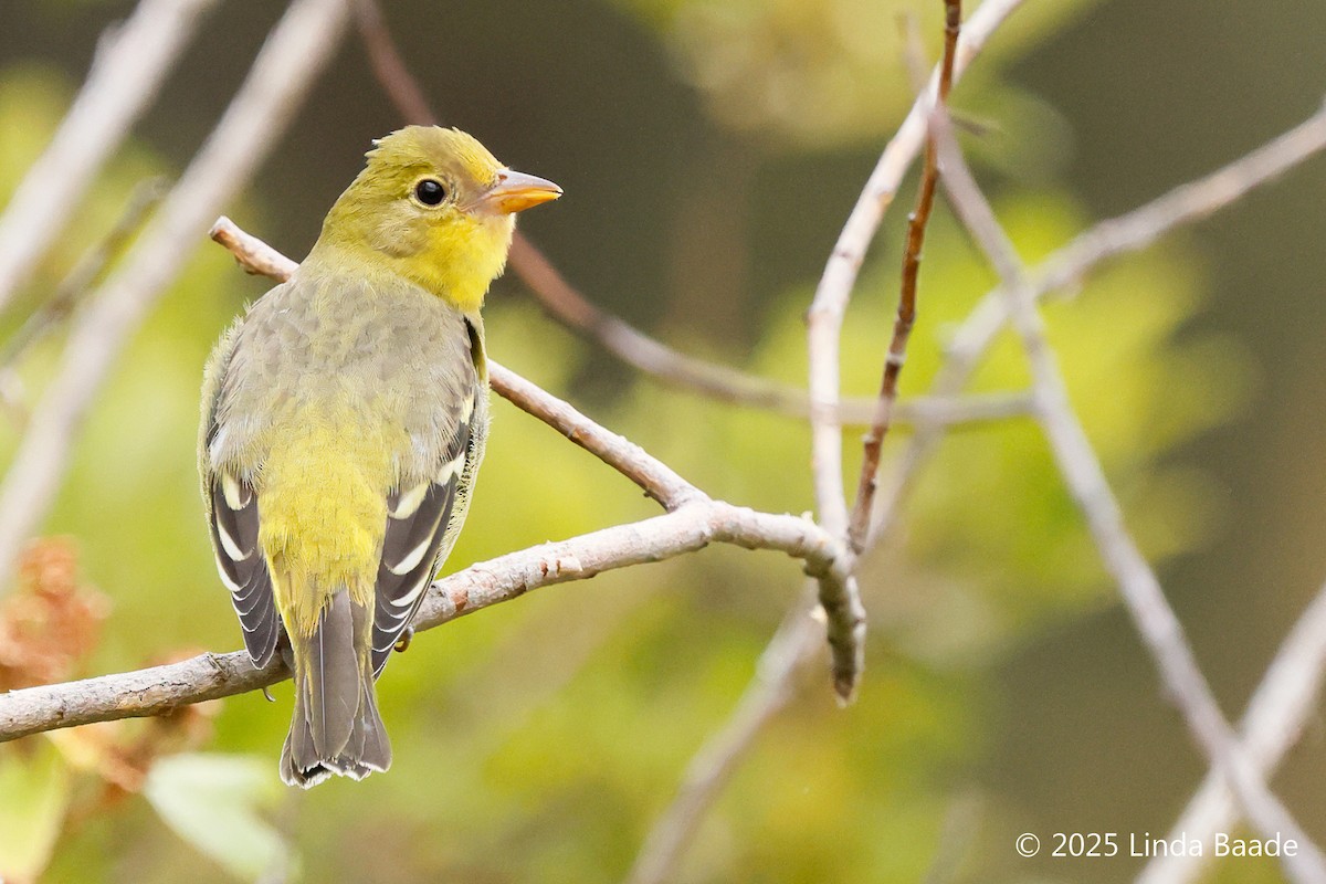 Western Tanager - ML641970832