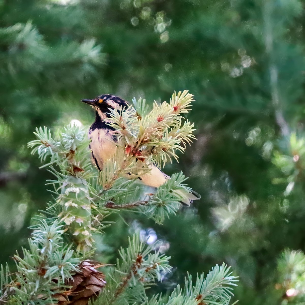 Black-throated Gray Warbler - ML641970835