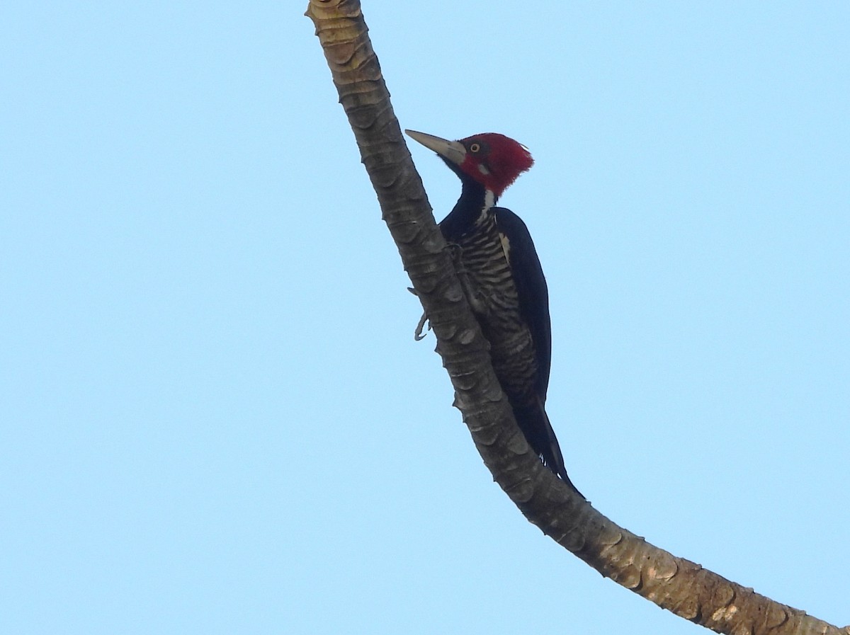 Crimson-crested Woodpecker - ML641970840