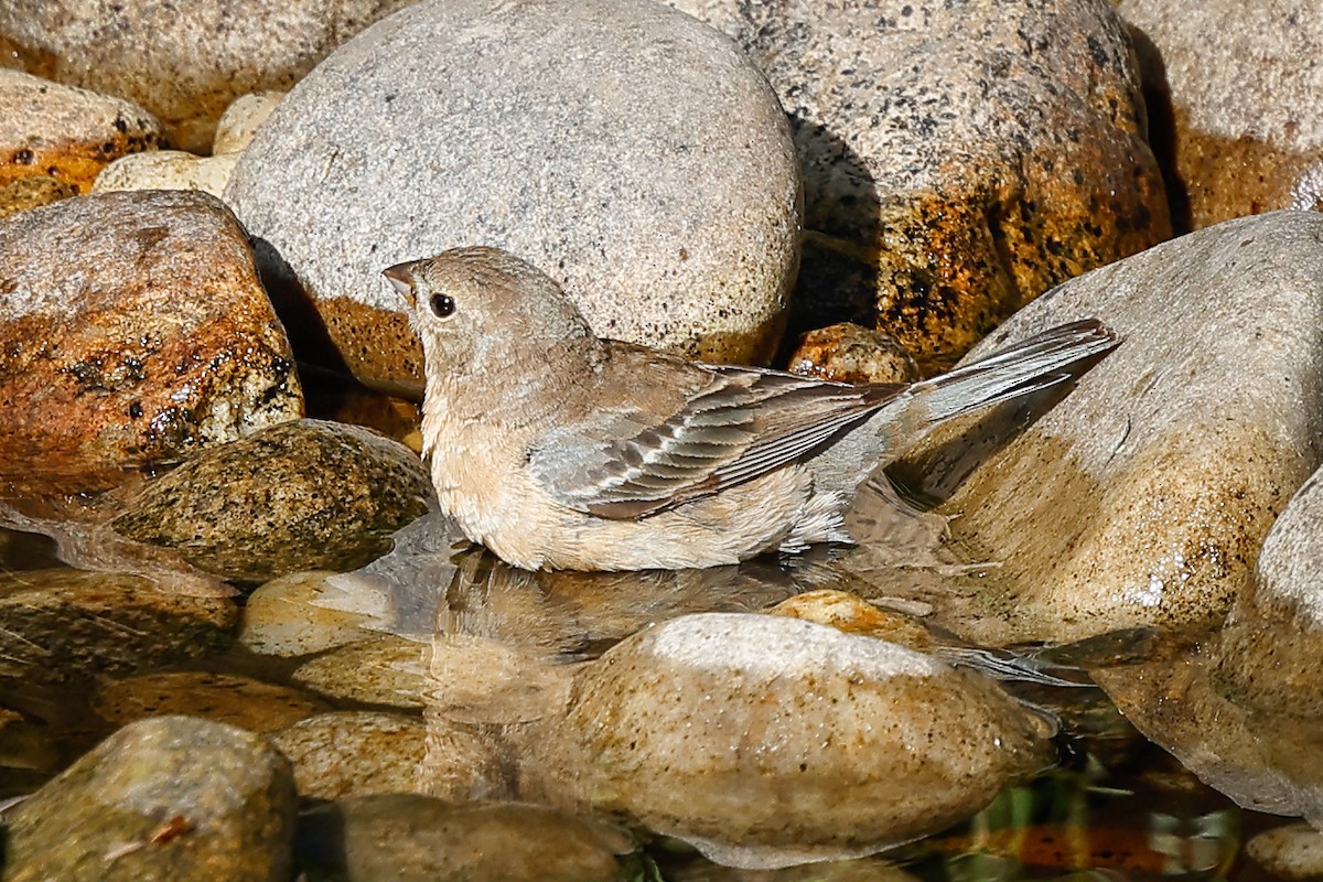Lazuli Bunting - ML641970857