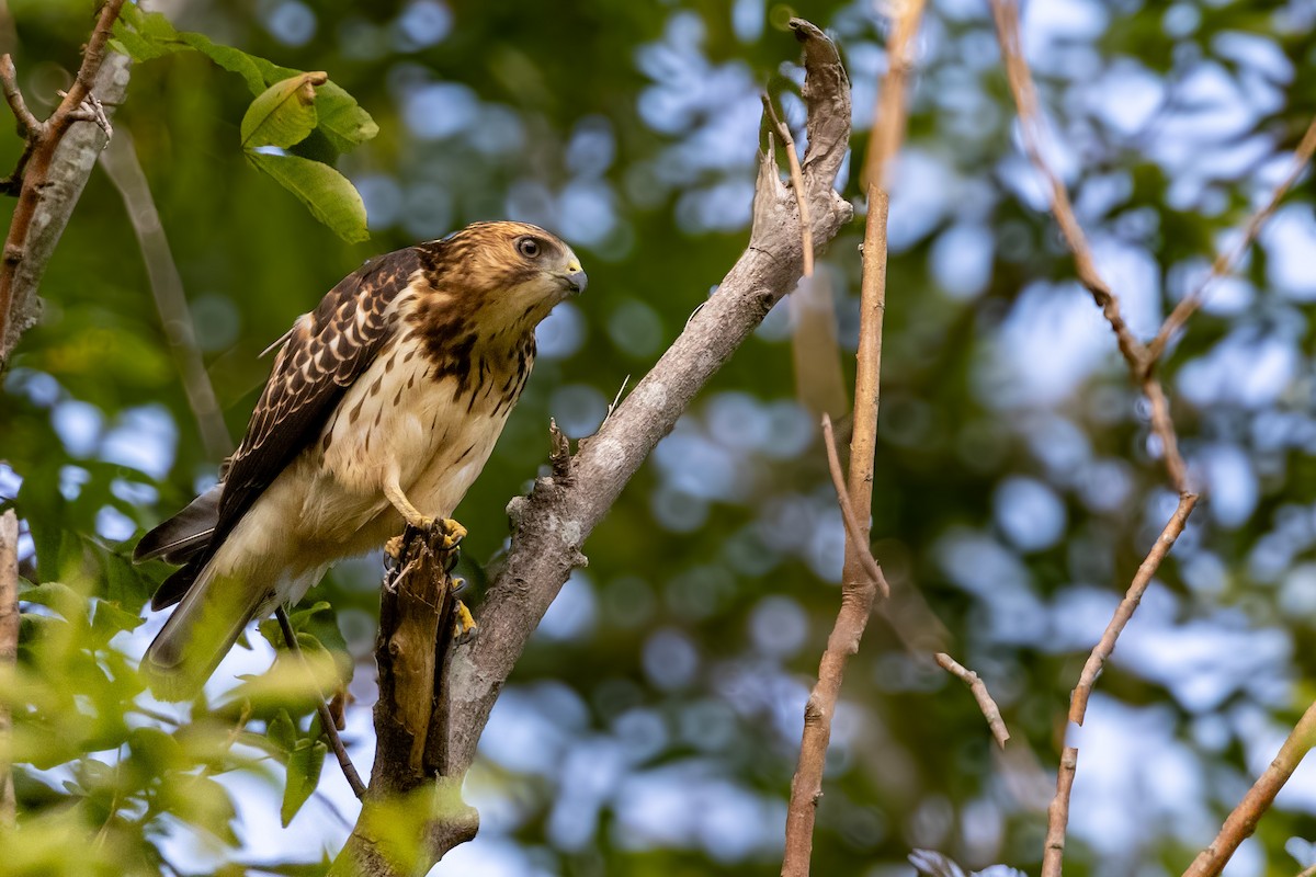 Broad-winged Hawk - ML641970864