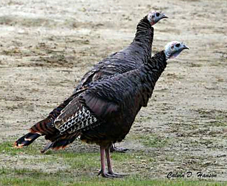 Wild Turkey - ML641970875