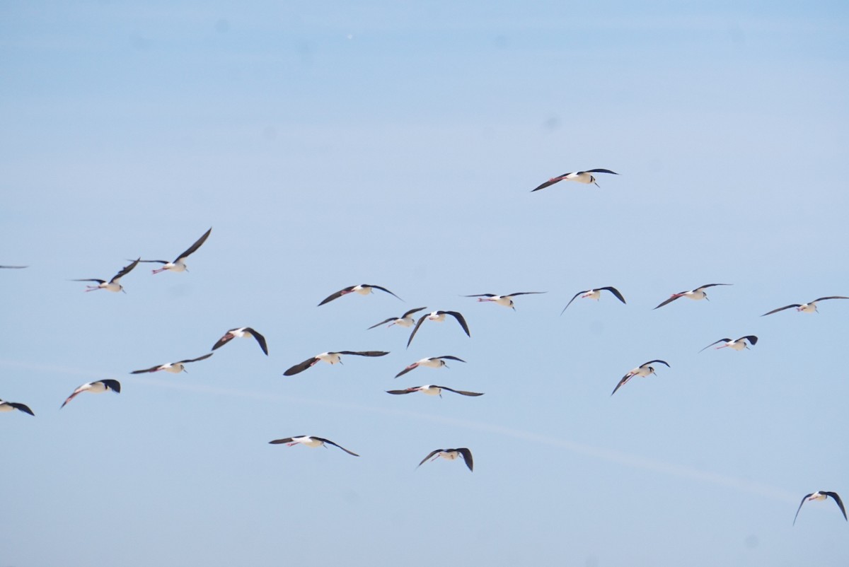 Black-necked Stilt - ML641970893