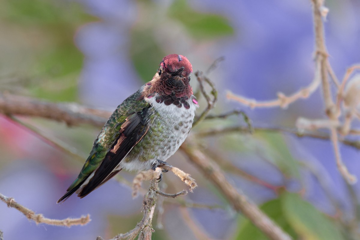rødmaskekolibri - ML641970906