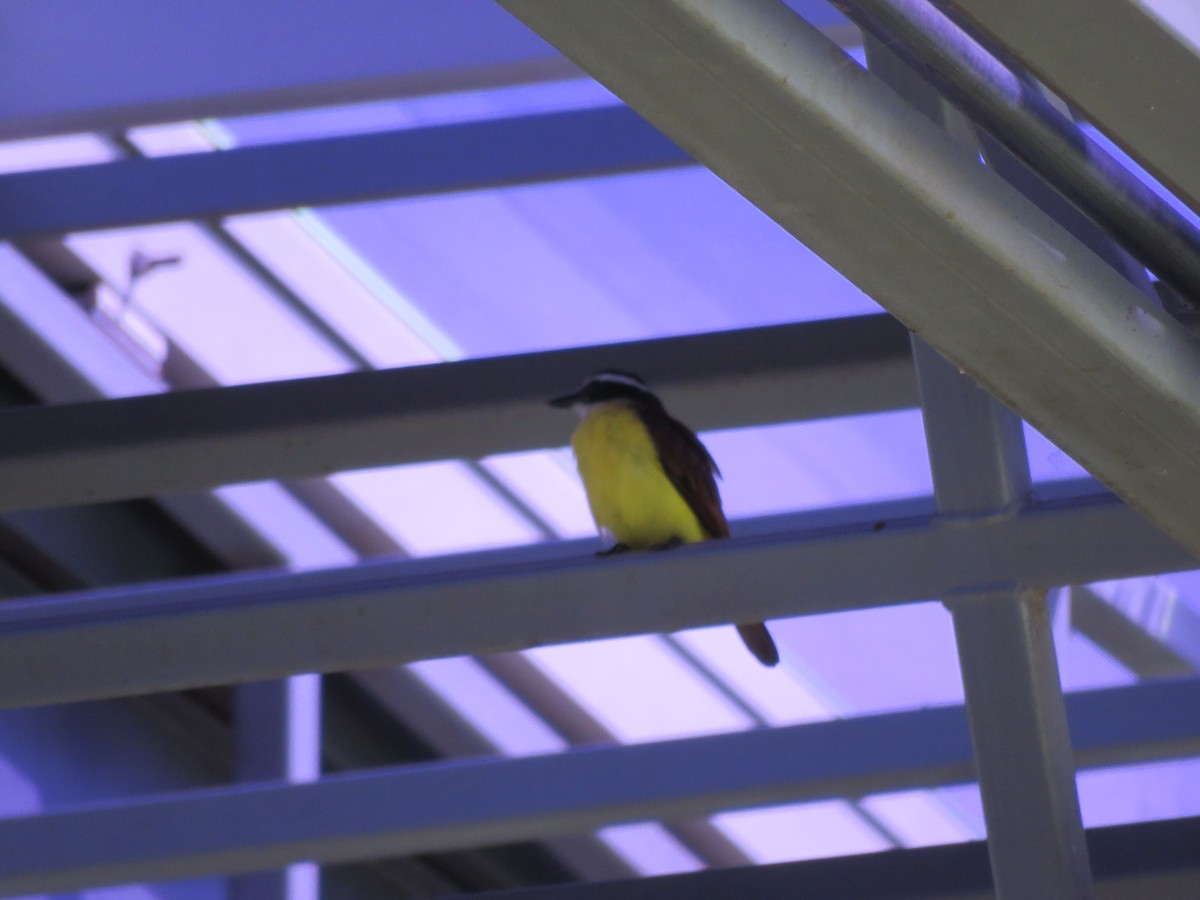 Social Flycatcher - ML641970912