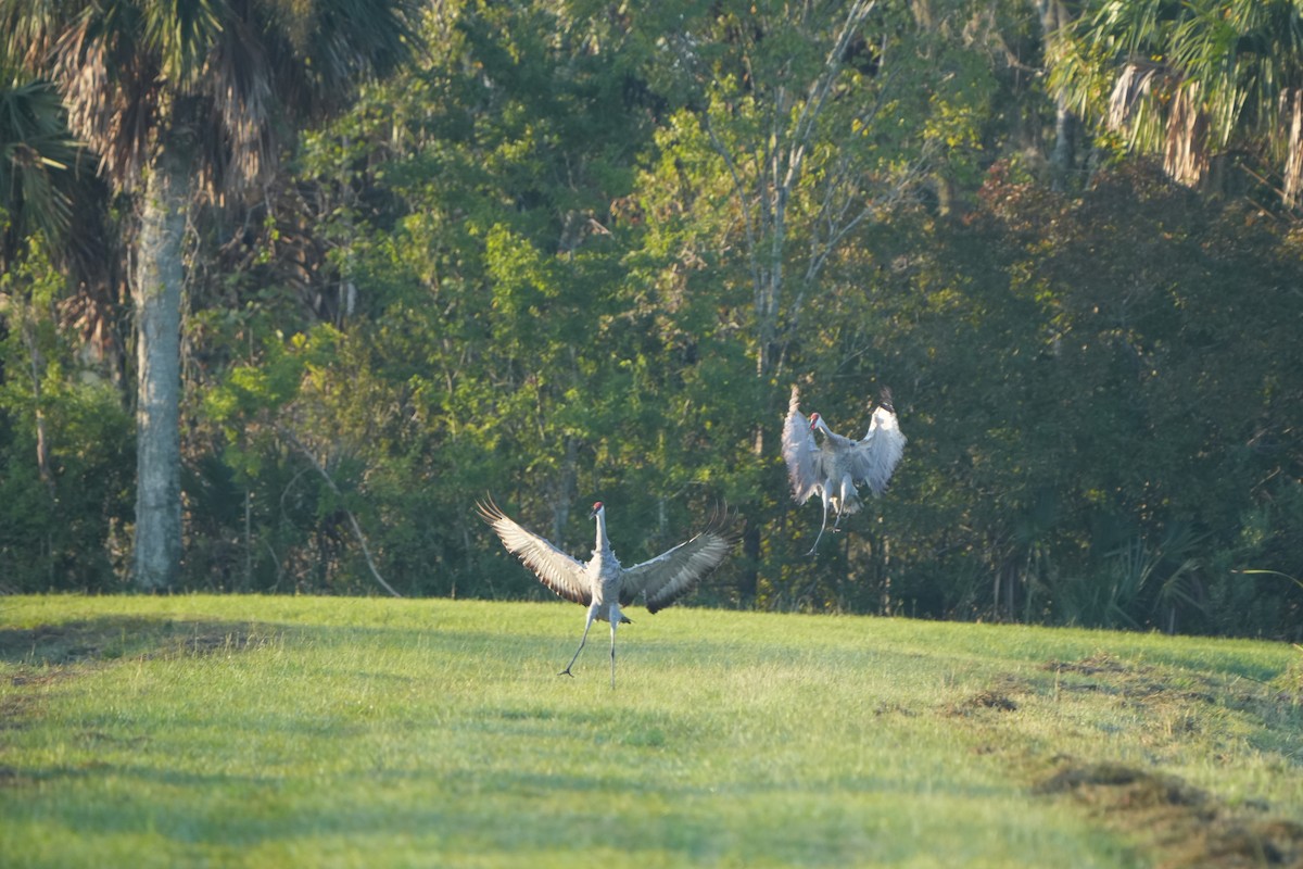 Sandhill Crane - ML641970919