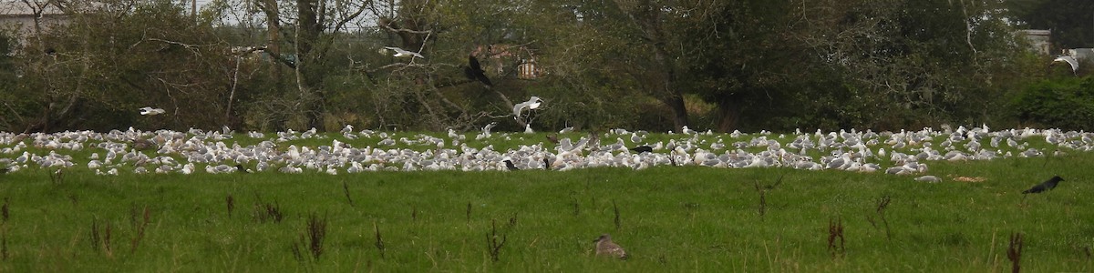 Western Gull - ML641970931