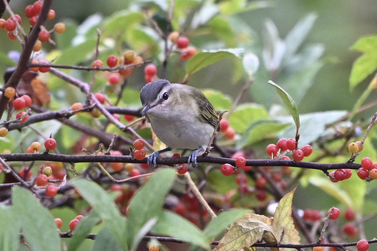 Kızıl Gözlü Vireo - ML641970936