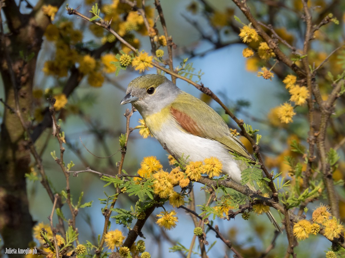 Green-backed Becard - ML641970966