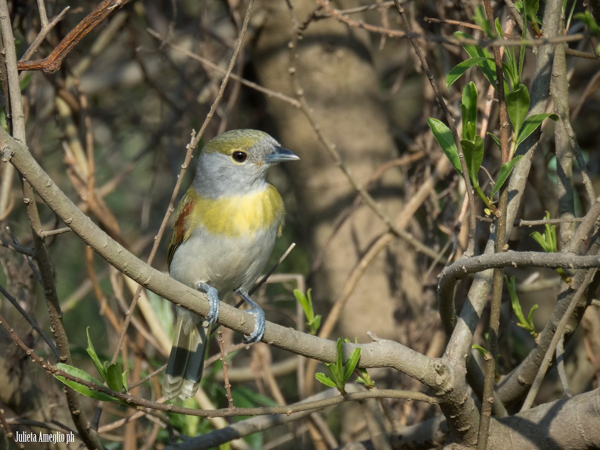 Green-backed Becard - ML641970967
