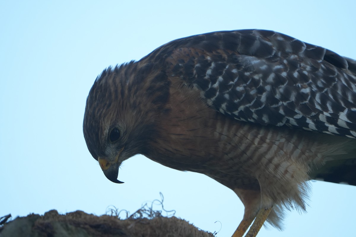 Red-shouldered Hawk - ML641970973