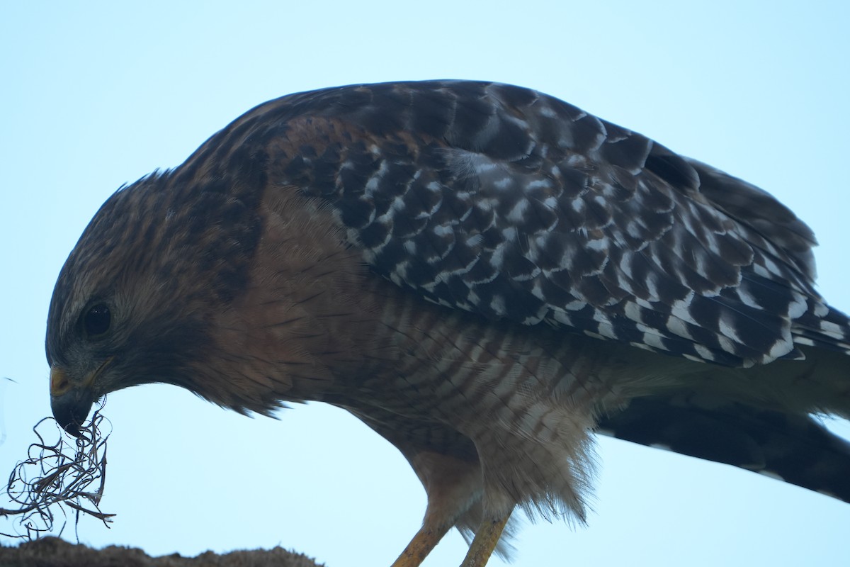 Red-shouldered Hawk - ML641970974