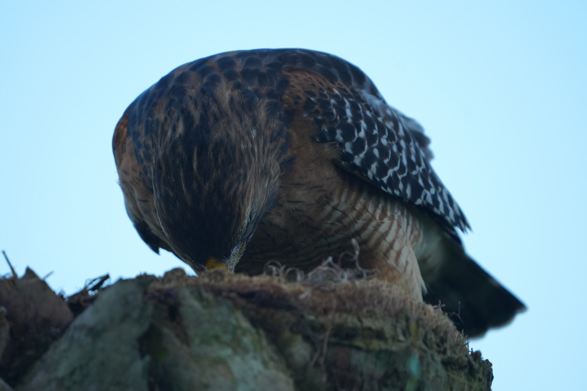Red-shouldered Hawk - ML641970975