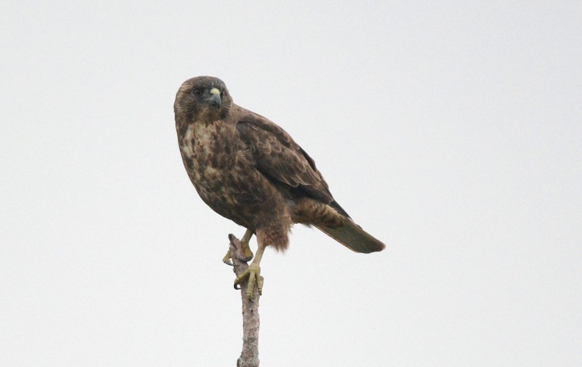 Hawaiian Hawk - ML641970978