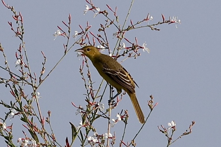 Orchard Oriole - ML641970979