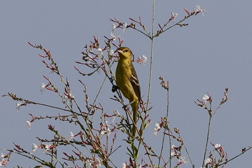 Orchard Oriole - ML641970980