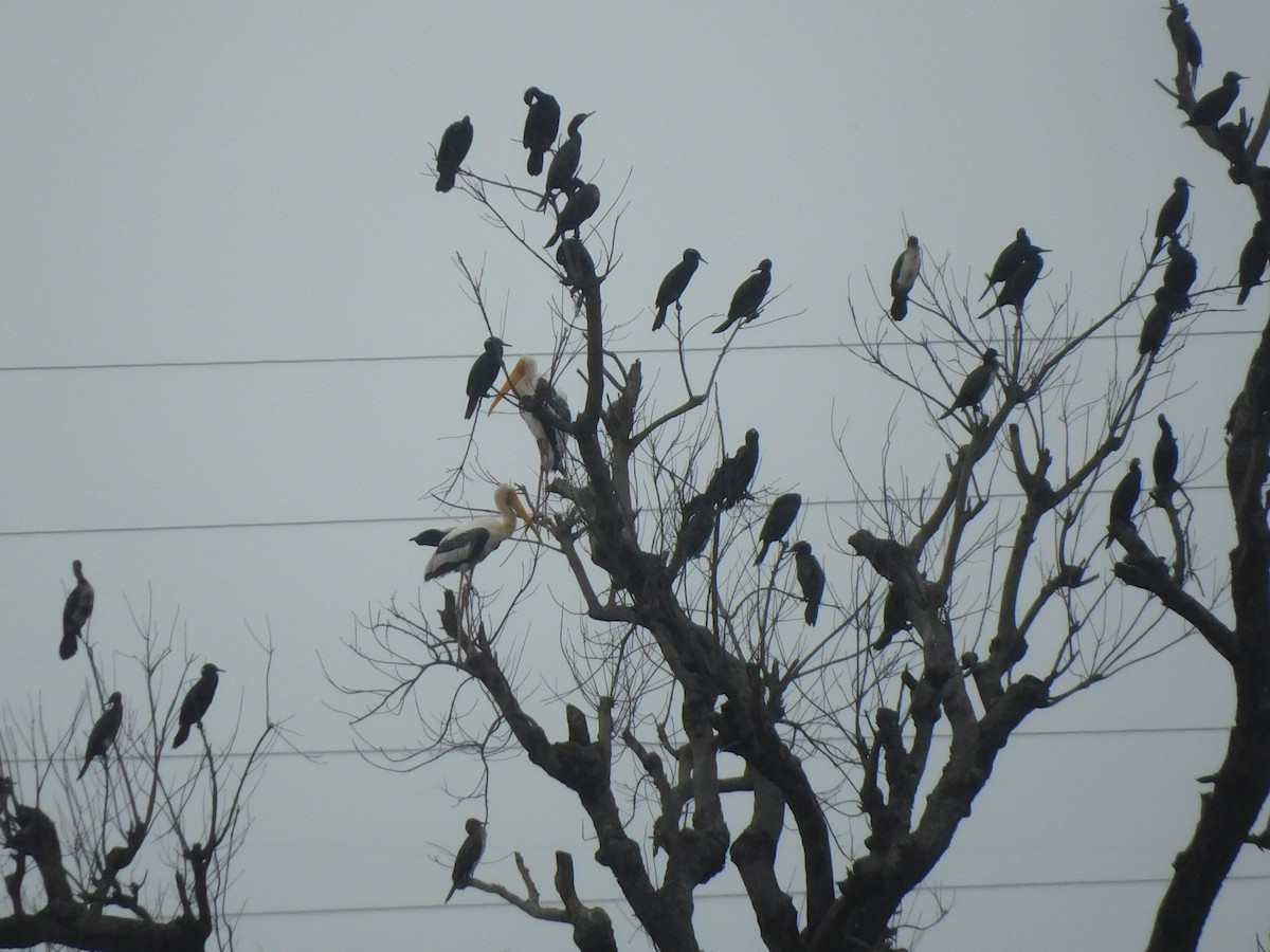 Indian Cormorant - ML641970986