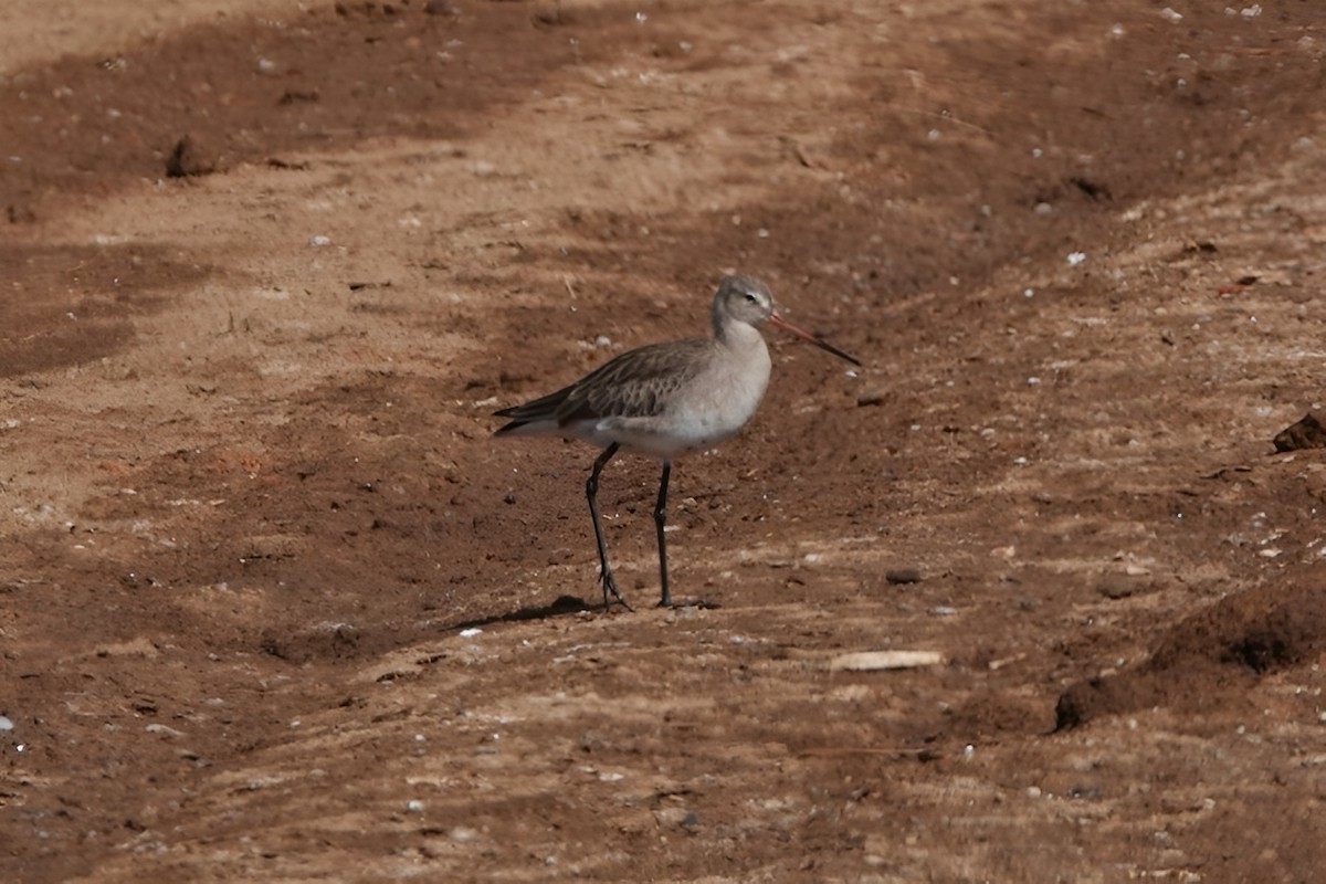 Black-tailed Godwit - ML641970989