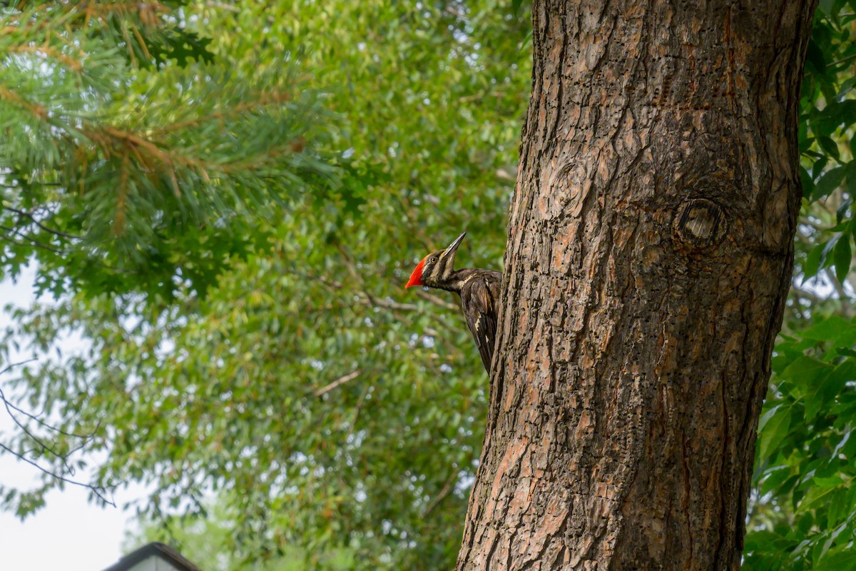 Pileated Woodpecker - ML641970991