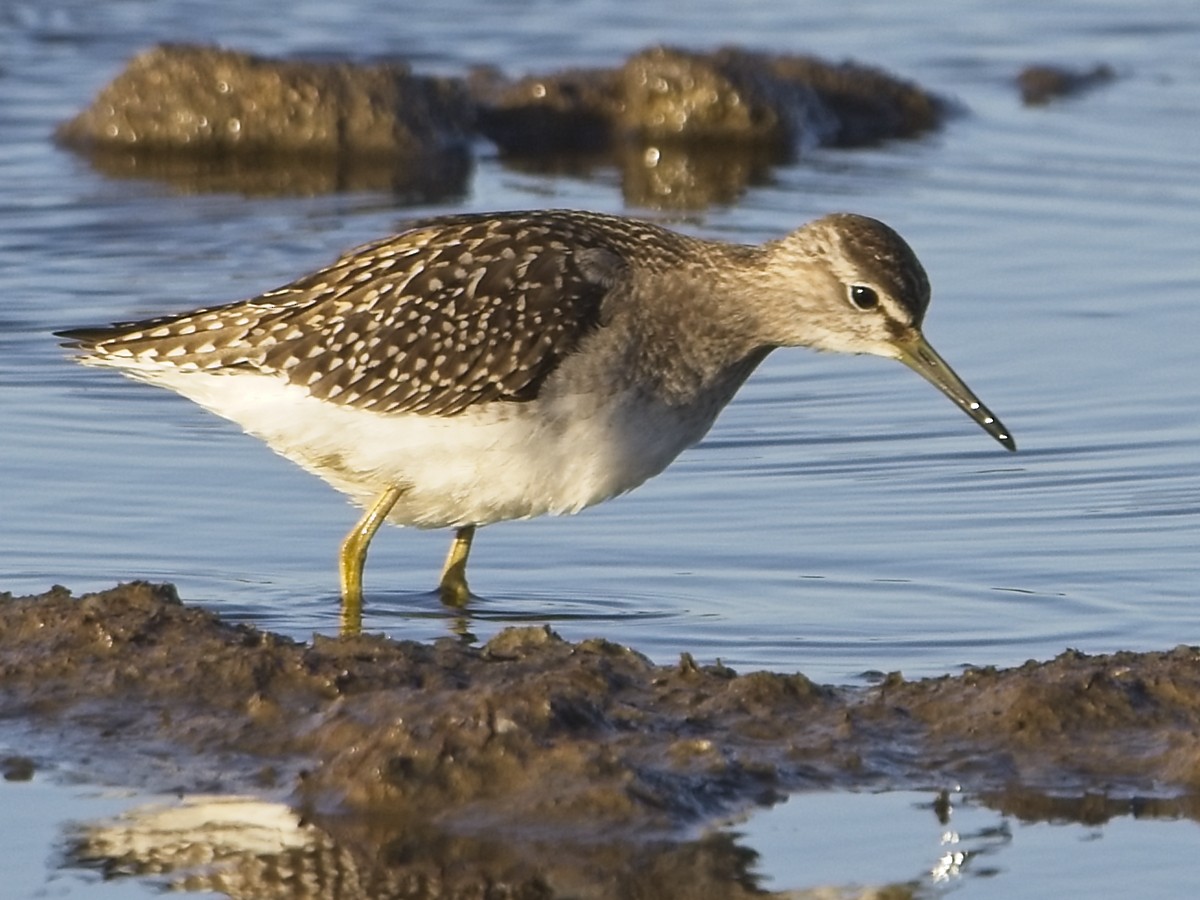 Wood Sandpiper - ML641970993