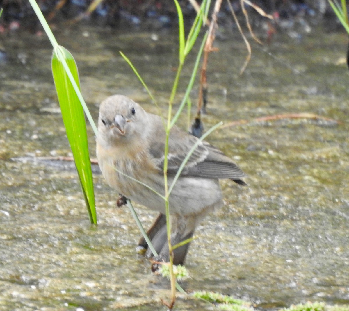 Lazuli Bunting - ML641970996