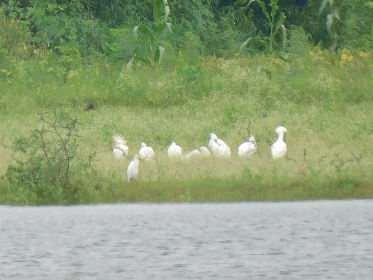 Eurasian Spoonbill - ML641970997