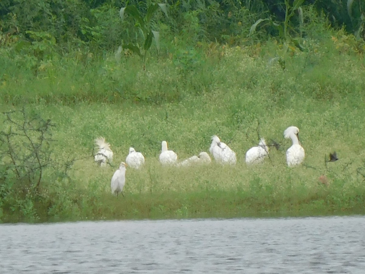 Eurasian Spoonbill - ML641970998