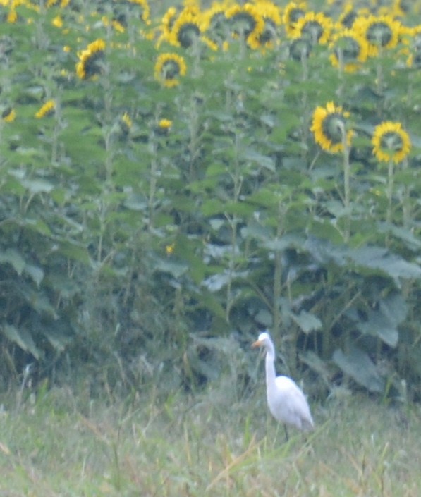 Great Egret (American) - ML641970999