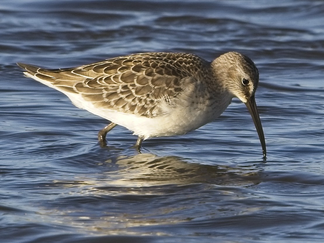 Curlew Sandpiper - ML641971000