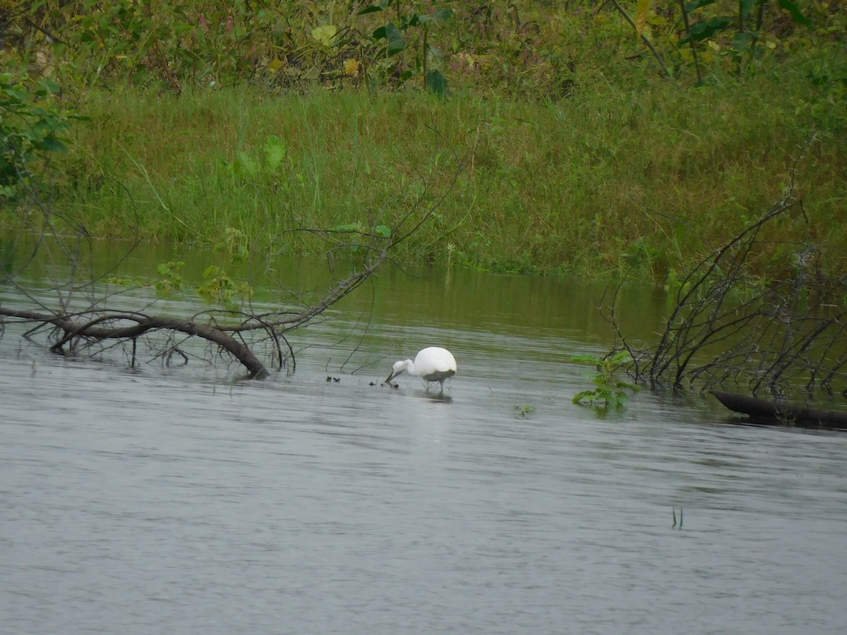 Little Egret - ML641971008