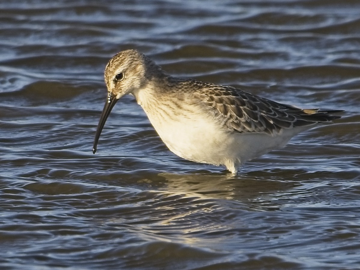 Curlew Sandpiper - ML641971009