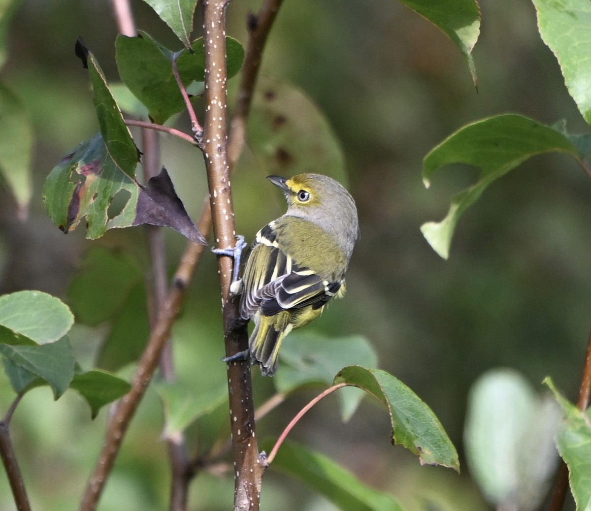 White-eyed Vireo - ML641971010
