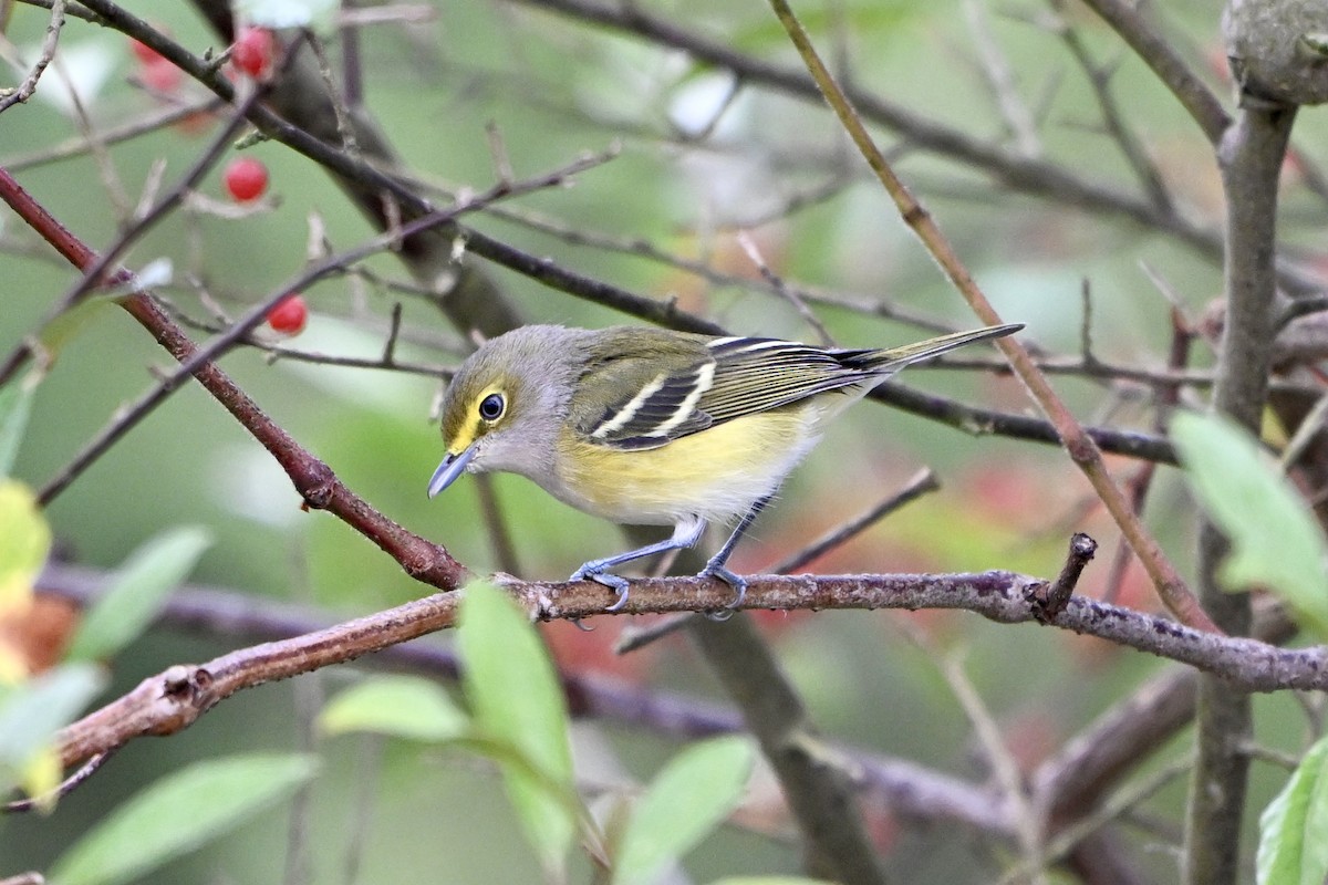 White-eyed Vireo - ML641971011