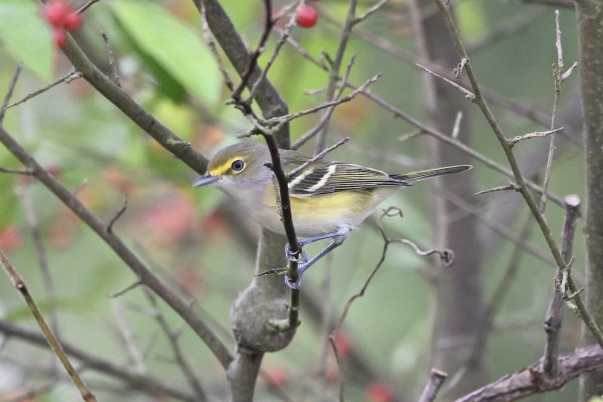 White-eyed Vireo - ML641971012