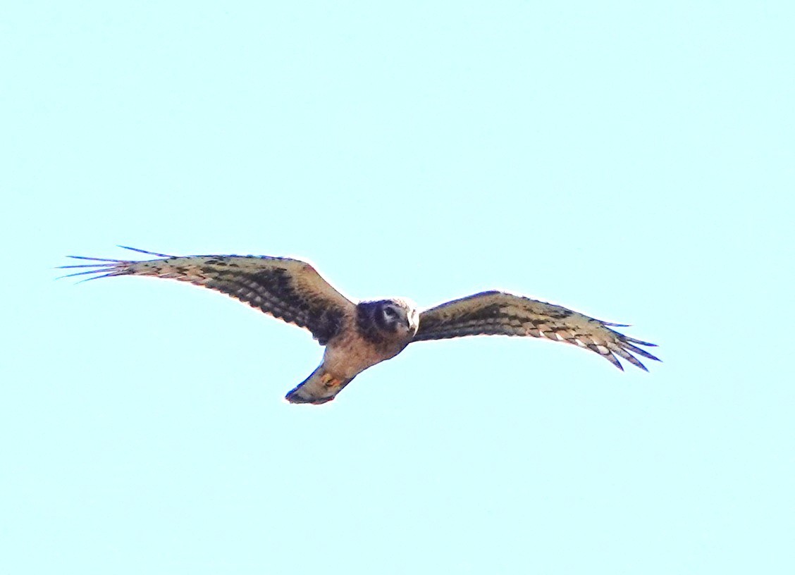 Northern Harrier - ML641971013