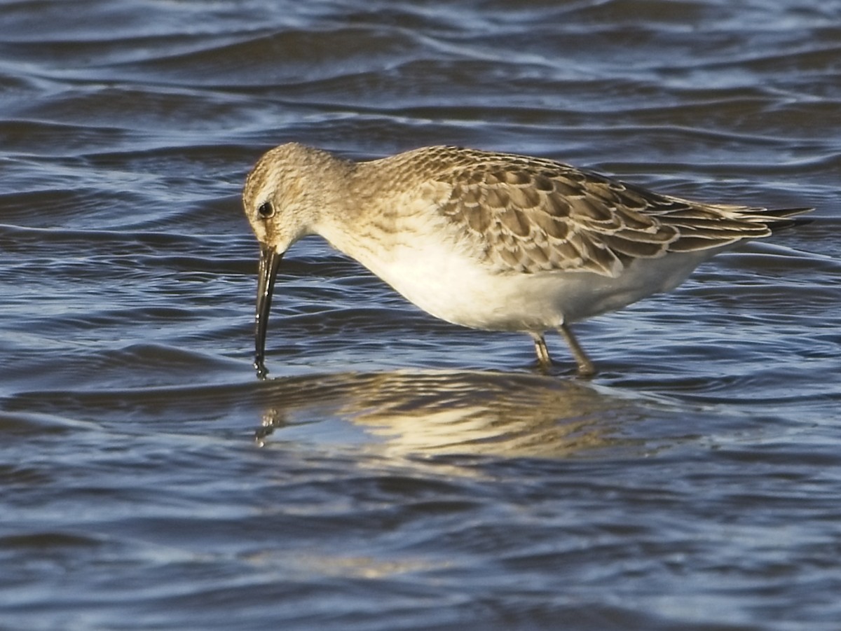 Curlew Sandpiper - ML641971017