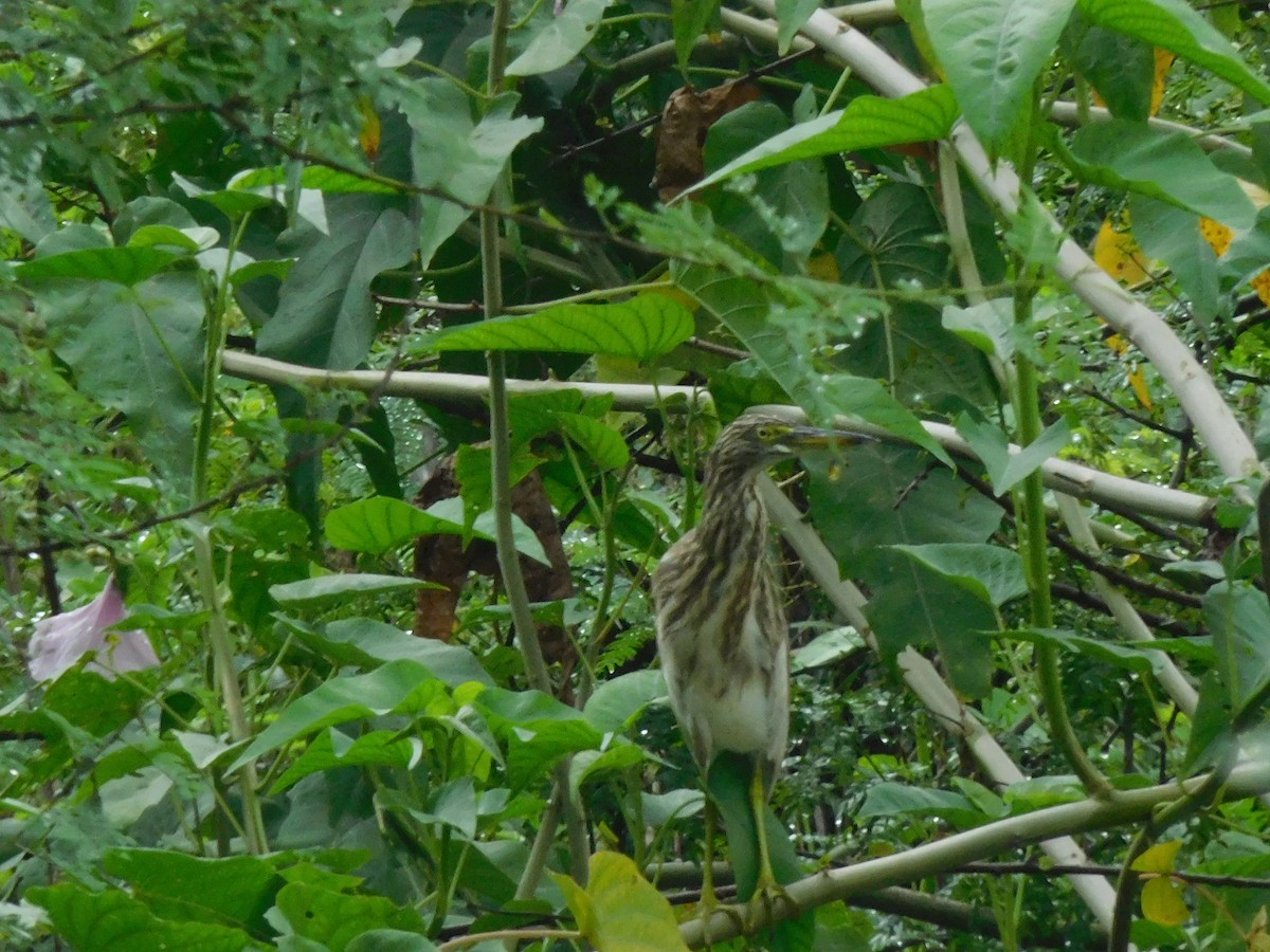 Indian Pond-Heron - ML641971018