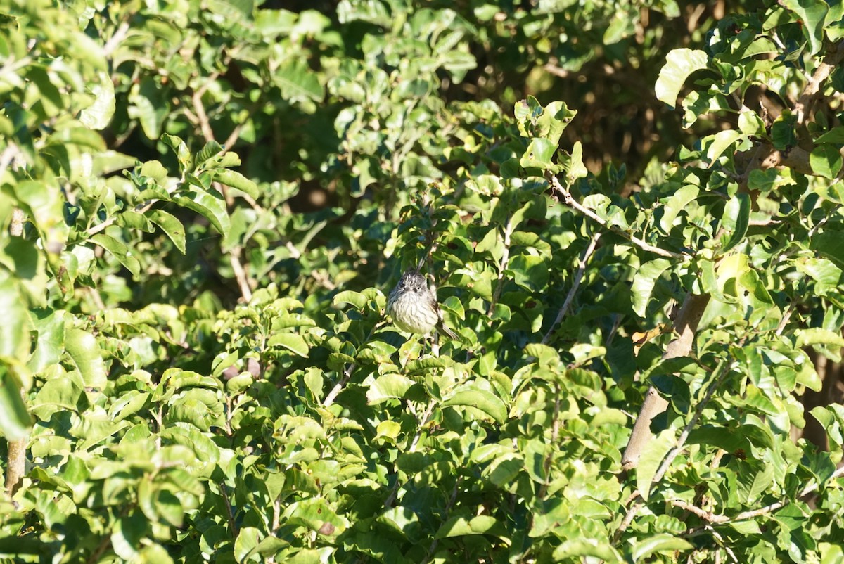 Tufted Tit-Tyrant - ML641971029