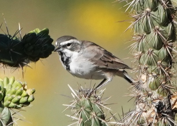 Black-throated Sparrow - ML641971040