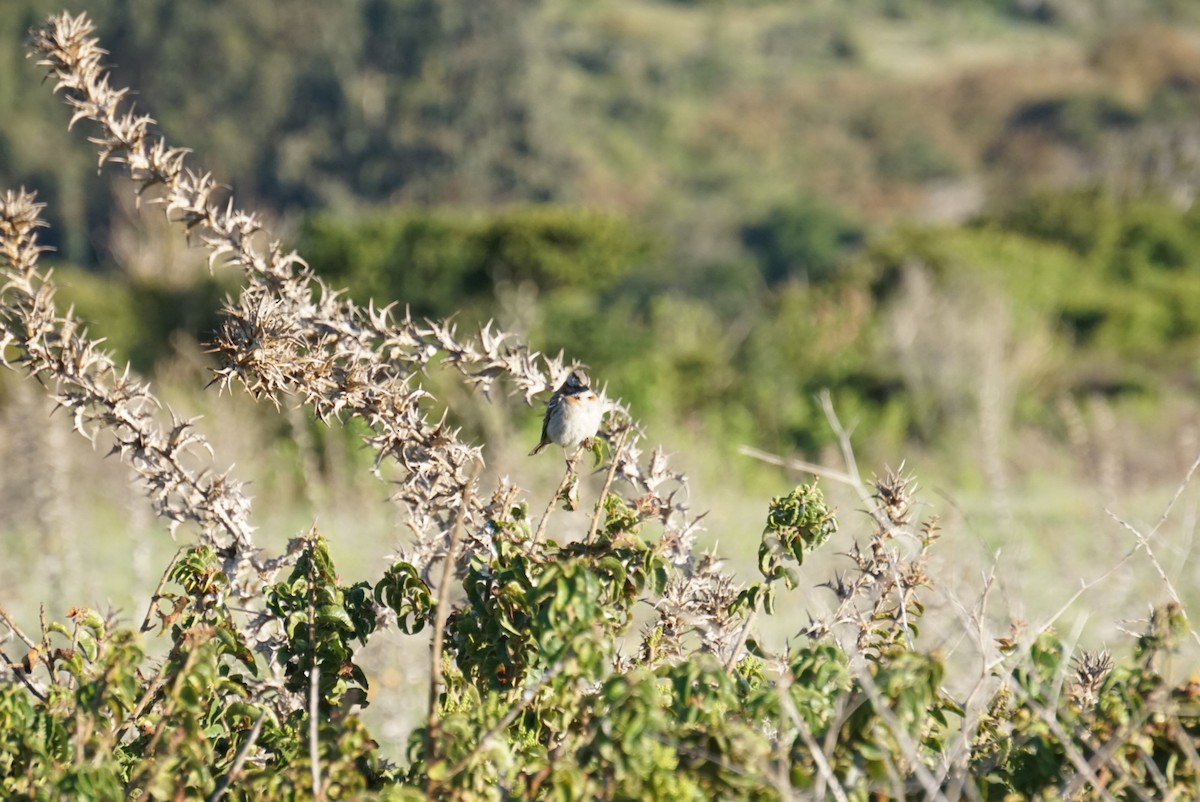 Rufous-collared Sparrow - ML641971041