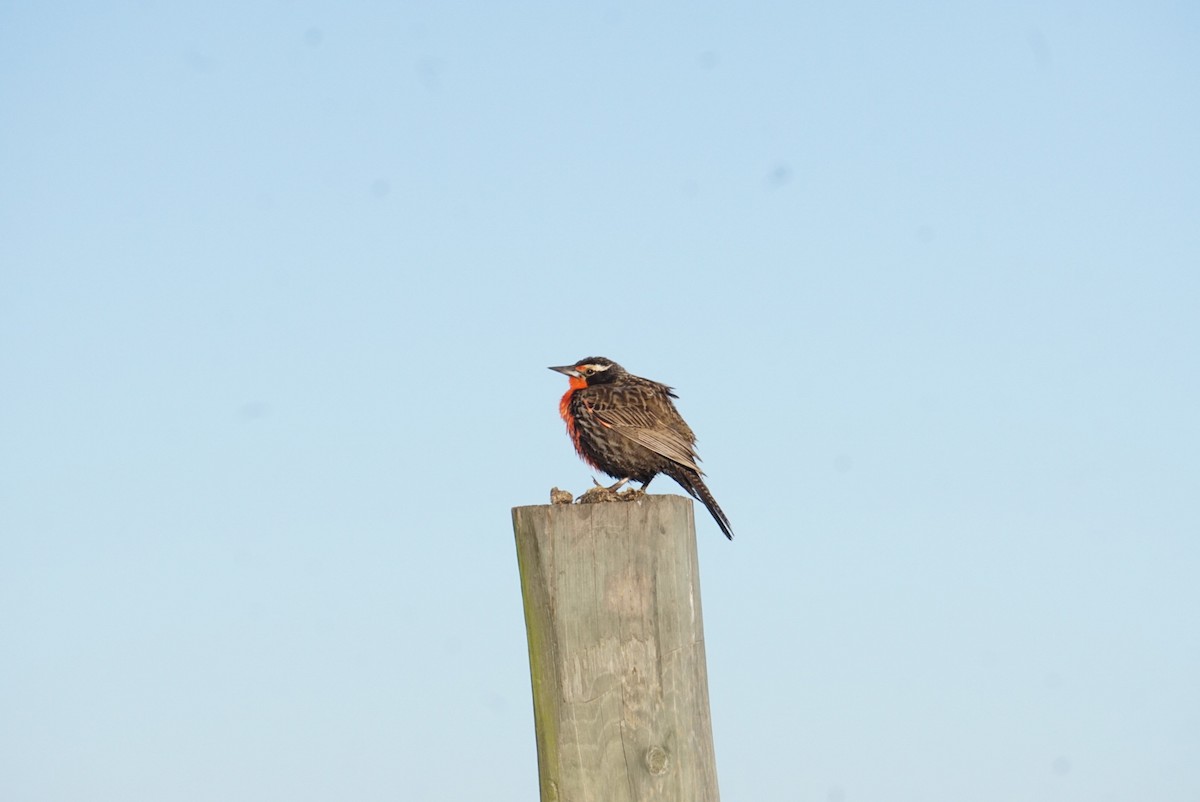 Long-tailed Meadowlark - ML641971053