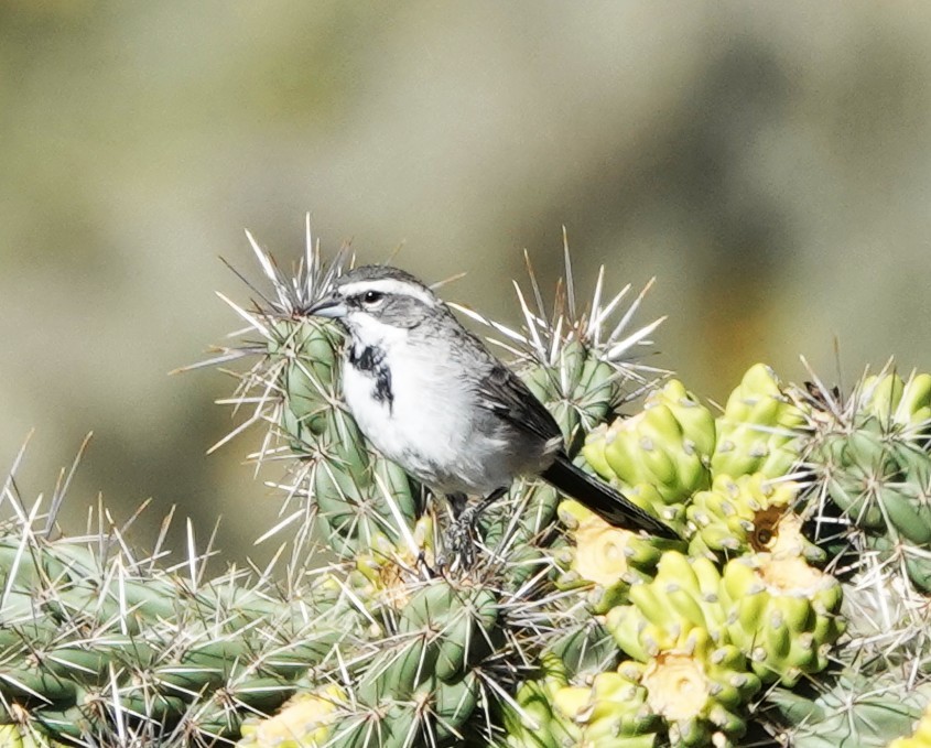 Black-throated Sparrow - ML641971055