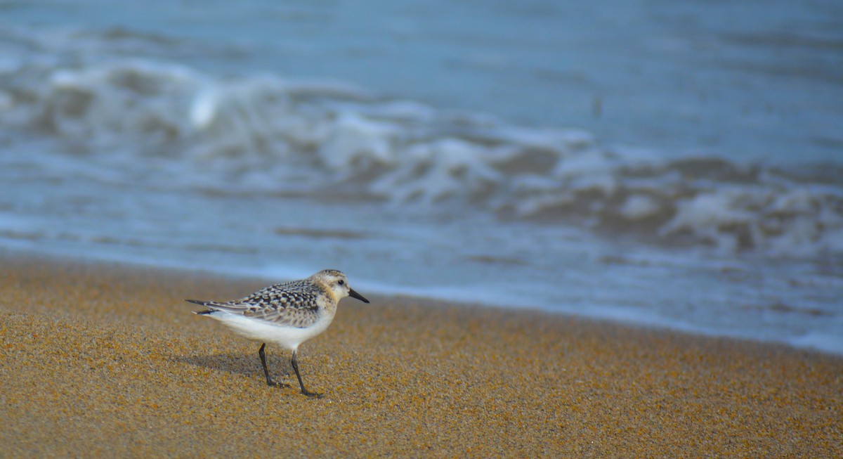 sandløper - ML641971058