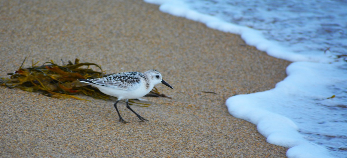 sandløper - ML641971059