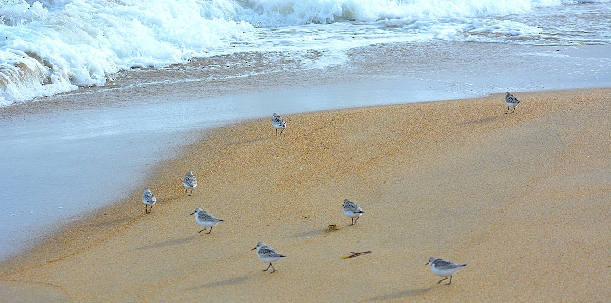 sandløper - ML641971061