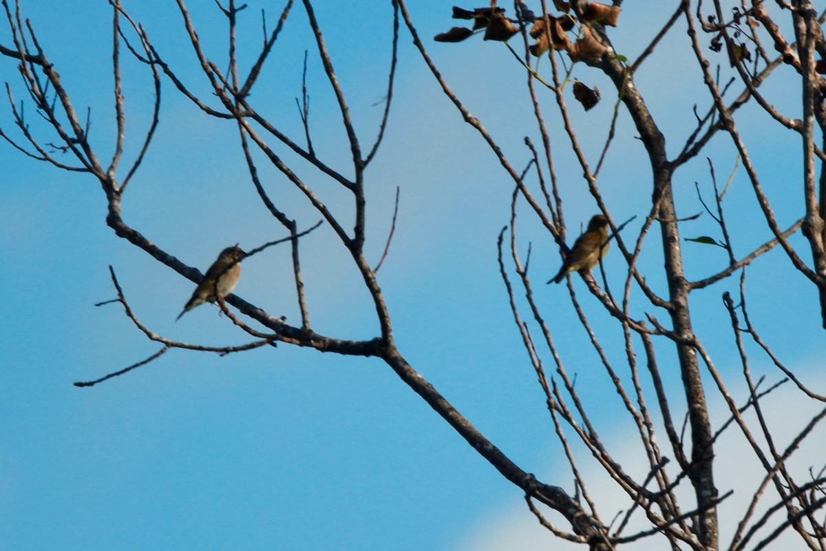 European Greenfinch - ML641971062