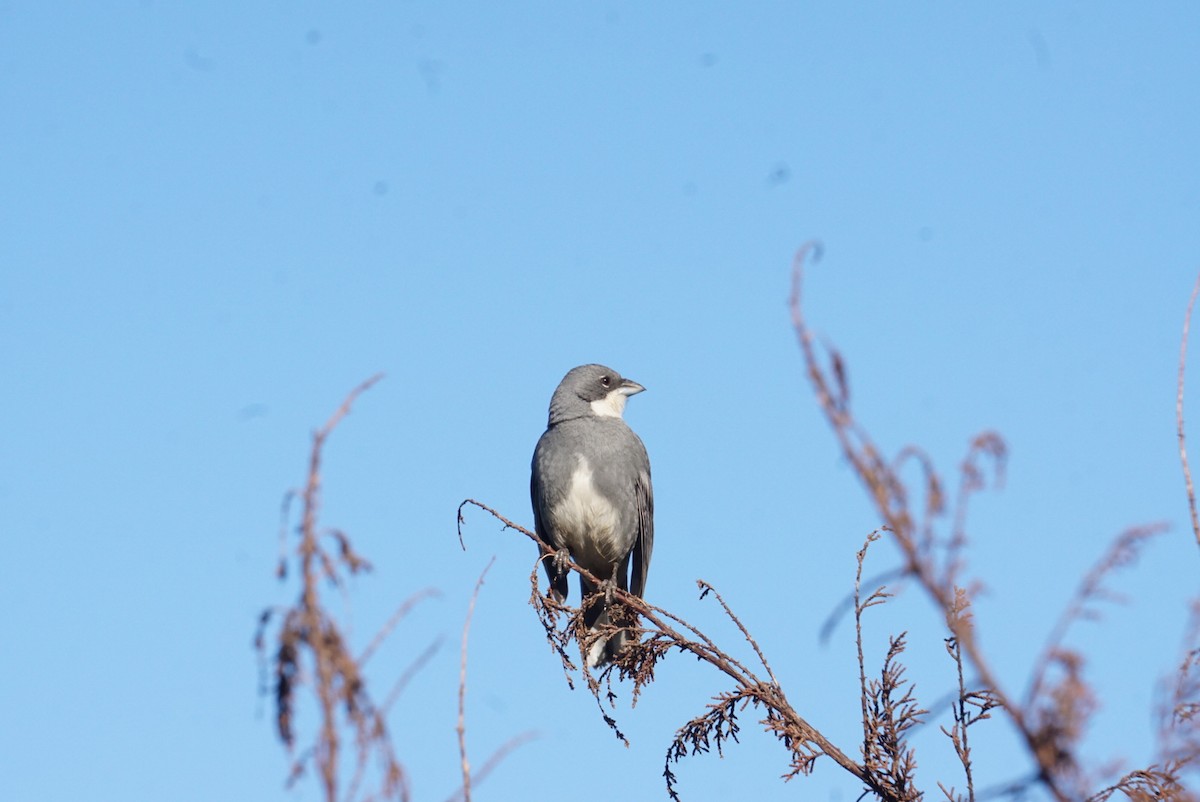Diuca Finch - ML641971063