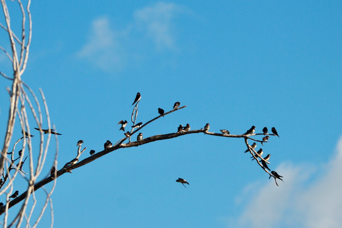 Barn Swallow - ML641971069