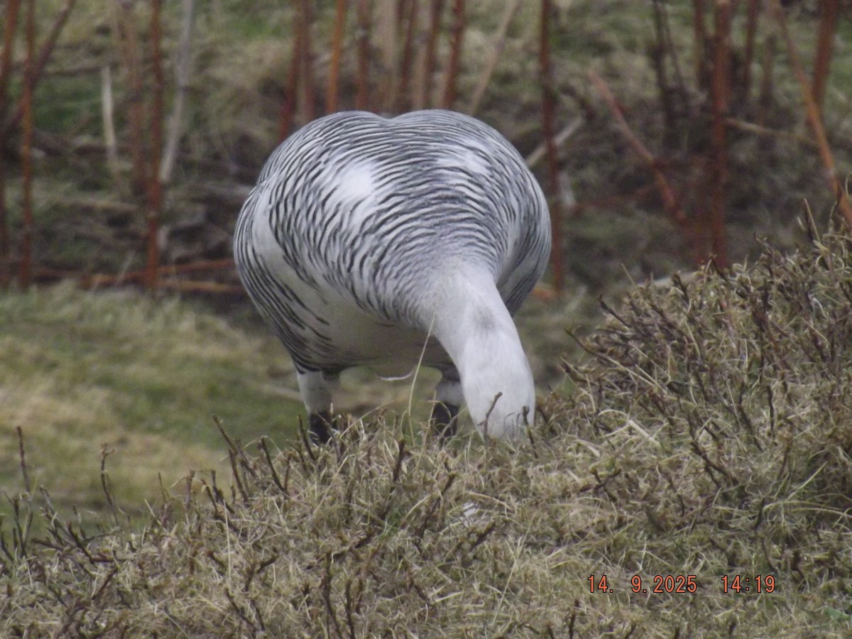 Upland Goose - ML641971071
