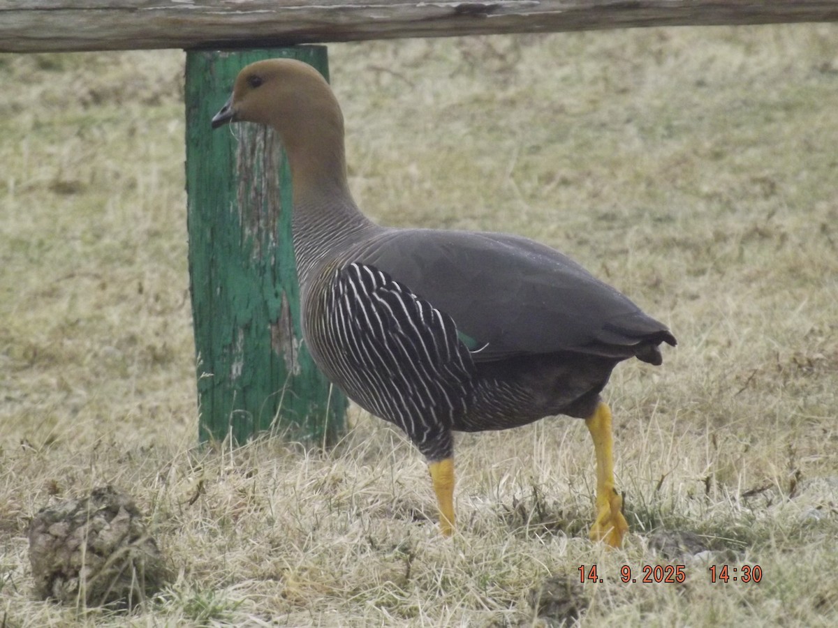 Upland Goose - ML641971072